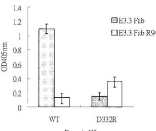 FIG. 6. Binding capacity determined by ELISA for double muta-tions of Asp332 to Arg in domain III and Arg H94 to Glu in MAb E3.3.
