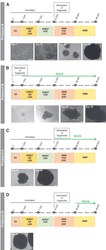 FIG. 1. Schematic overviews and bright field representative images of assessed  In-duction Protocols for the generation of neural organoids