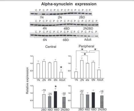 Fig. 5 Semi-quantitative Western blotting for alpha-synuclein. Alpha-synuclein had a lower level in both area 17 regions of 2BD kittens and in thecentral region of the 4BD group as compared to age-matched normal controls