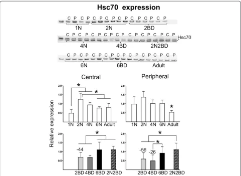 Fig. 6 Semi-quantitative Western blotting for Hsc70. Hsc70 expression in BD animals showed lower levels in both regions of 2BD and also in theperipheral region of the 4BD group as compared to age-matched normal controls
