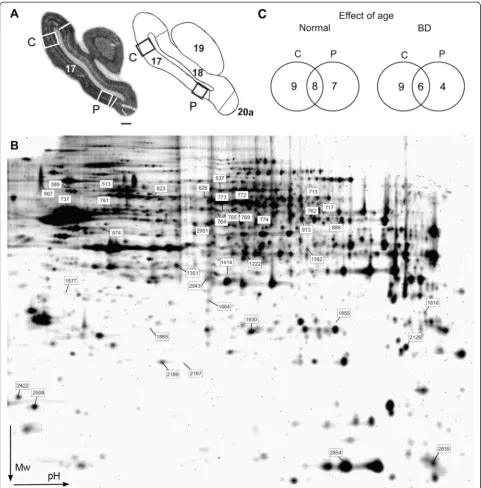 Fig. 1 Tissue sampling for 2-D DIGE experiments. a Illustration of the tissue sampling in primary area 17: a frontal section of an in situ hybridization forzif268 in area 17 of a 2-month old normal kitten and the relevant level of the Rosenquist retinotopi