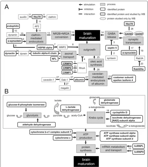 Fig. 2 Proposed schematic overview of protein interactions. Interactions among detected proteins and proteins described in literature that arerectangles with rounded corners and dotted background24.studied by WB only; arrows[90];involved in processes with 