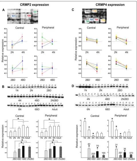 Fig. 3 CRMP2 and CRMP4 protein expression analysis. Visualization and analysis of the relevant spots from the 2-D DIGE experiments containingCRMP2 (a) and CRMP4 (c); semi-quantitative Western blotting for CRMP2 (b) and CRMP4 (d)