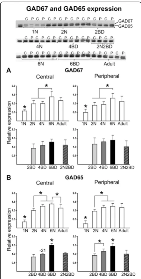 Fig. 4 Semi-quantitative Western blotting for proteins involved in GABAage and was not different in BD animals as compared to age-matchednormal controls