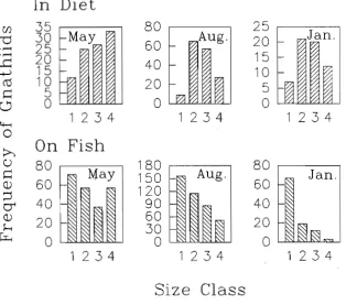 Figure 4.7. The size frequency distributions of gnathiid isopod larvae found in melapterus the diet of Labroides dimidiatus and on the body of the fish Hemigymnus collected at different times at Lizard Island