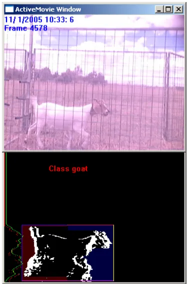 Fig 2. Sheep and boundary 