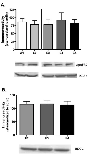 Figure 5ApoE isoform expression does not affect apoER2 expression levelsardized to actin (n = 8, n = 5 for apoE3 TR)