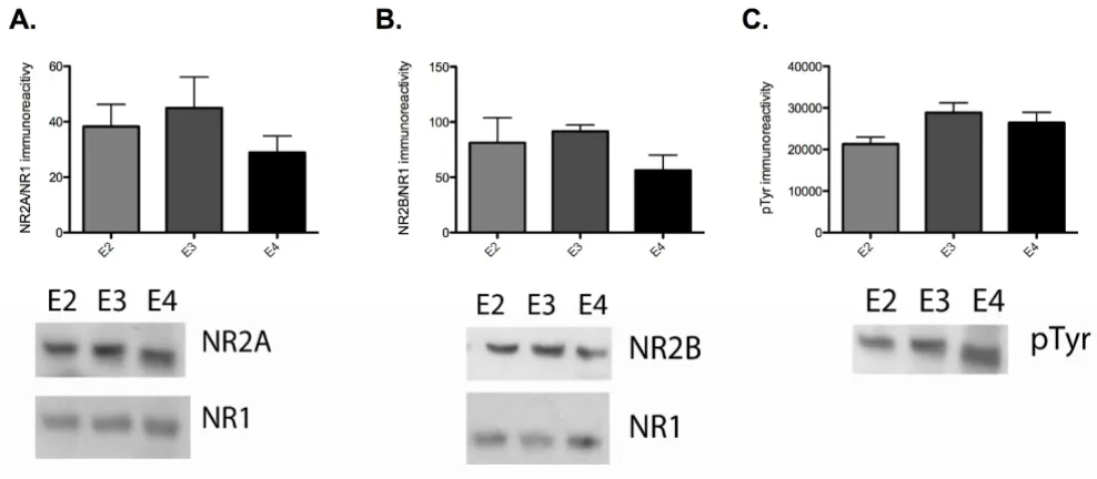 Figure 6Effect of chronic apoE isoform expression on NR2A, NR2B levels and tyrosine phosphorylationEffect of chronic apoE isoform expression on NR2A, NR2B levels and tyrosine phosphorylation