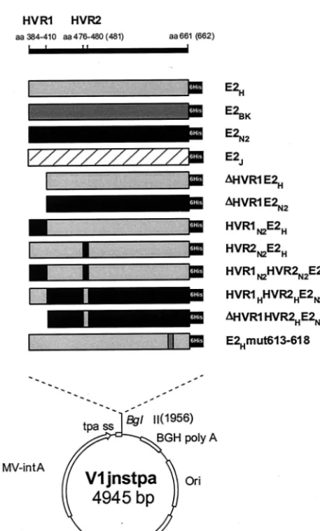 FIG. 2. Expression plasmids encoding wt and mutant E2 proteins.Amino acid positions relative to the initial methionine of the HCV