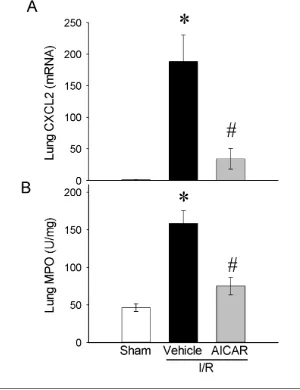Figure 8. Alterations in lung inflammatorymediators. (A) iNOS, (B) COX-2 in sham-,vehicle- and AICAR-treated mice at 4 hafter intestinal I/R