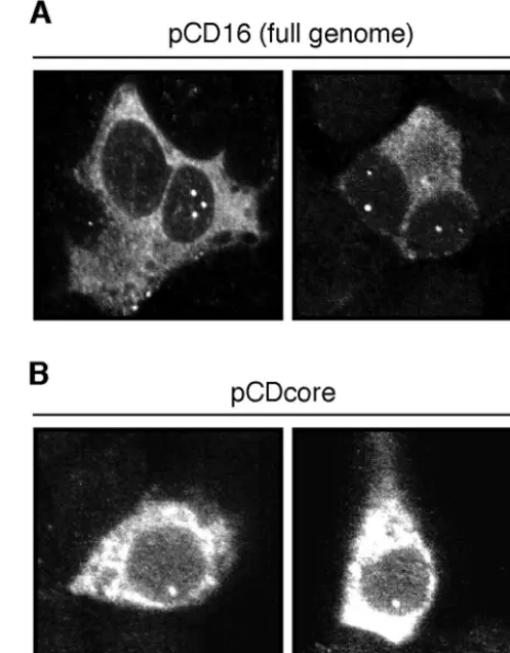 FIG. 2. Kinetics of NCB formation after DHBV infection. PDHswere infected in vitro with a multiplicity of 100 DNA-containing