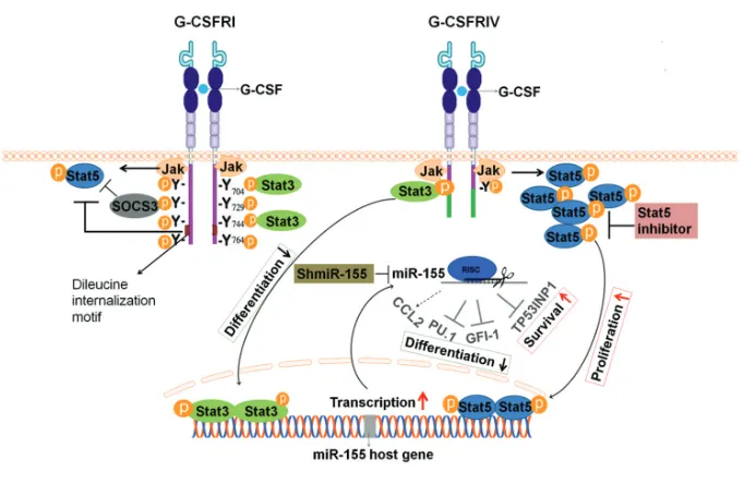 Figure 8. Schema of structure and signaling pathway of G-CSFRI and G-CSFRIV. G-CSFRI con-TP53INP1, contributing to growth and survival advantage, increased CCL2 secretion as wellsists of an extracellular domain, a transmembrane domain and a cytoplasmic dom