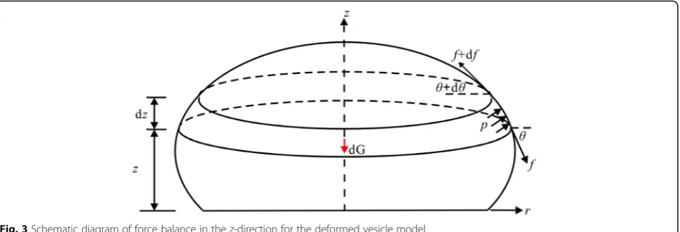 Fig. 3 Schematic diagram of force balance in the z-direction for the deformed vesicle model