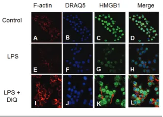 Figure 4. Coimmunoprecipitation analysis from THP-1 cell lysates. (Panel 1) Samples wereimmunoprecipitated with anti-HMGB1 and immunoblotted with anti-acetyl-lysine