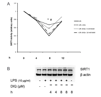 Figure 7. (A) Nuclear proteins were extracted from THP-1 cells treated with LPS in the pres-gel is representative of three experiments with similar results