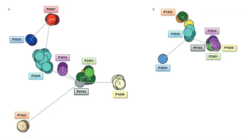 Figure 3. Composite clusters of subset #4 IG sequences at the nucleotide level. Figure 3A illustrates cluster formation following analysis ofthe IGHV–IGHD–IGHJ nucleotide sequences (n = 511)