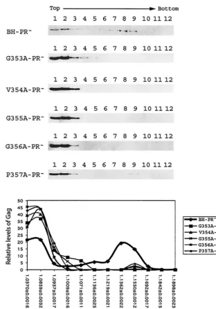 FIG. 5. Fractionation of Gag complexes by velocity sedimentation. HIV-1 DNA clones containing a protease-negative mutation were trans-fected into COS-7 cells