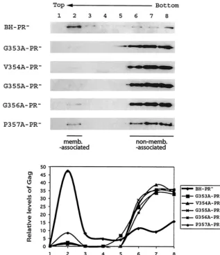 FIG. 8. Effects of the mutated 353-GVGGP-357 motif on Gag membrane binding. Denucleated homogenates of transfected COS-7 cells weresubjected to membrane ﬂotation sedimentation as described in Materials and Methods