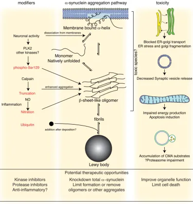 Figure 1αis natively unfolded in solution but can also bind to membranes in an Events in -synuclein toxicityEvents in α-synuclein toxicity