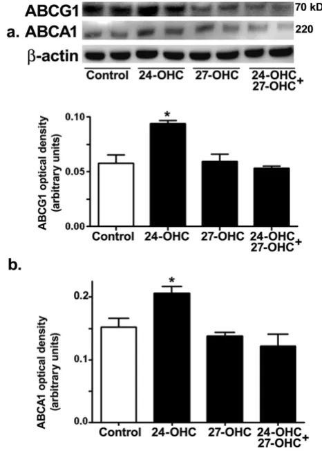 Figure 4enic pathway24-OHC increases processing of APP via the non-amyloidog-24-OHC increases processing of APP via the non-amyloidogenic pathway