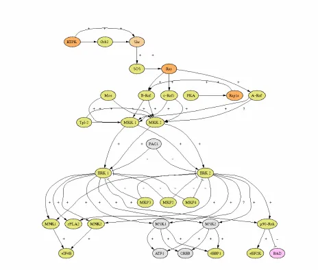 Figure 2. Ras involvement in the ERK1,ERK2, MAPK canonical pathway.  Ras interacts 