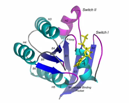 Figure 4.  Structure of the catalytic domain of H-Ras bound to GMPPNP (a nonhydrolyzable 