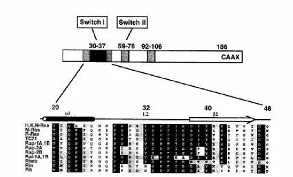 Figure 5.  Sequence alignment of the extended Ras effector binding region. Figure reprinted 