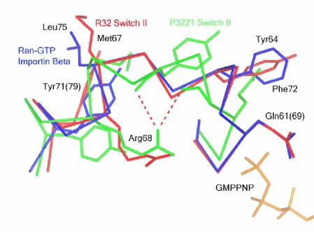 Figure 6.  Switch II from R32 Ras-GMPPNP is similar to Ran-GTP : importin-beta and 