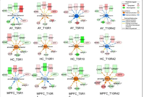 Figure 5 Activation pattern of anxiety-like behavior in amygdala (AY), hippocampus (HC) and medial prefrontal cortex (MPFC) andexpression directions of associated genes.