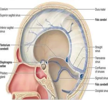 Figure 1: Anatomy of Cerebral Venous Sinuses 