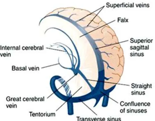 Figure  4 : Anatomy of cerebral veins : Anatomy of cerebral veins  
