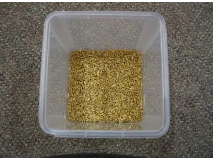 Figure 4: Grain sample collected from the sorting chamber. 