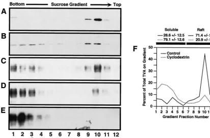 FIG. 1. TVA800 is associated with DRMs but TVA950 is not. Transfected human 293 cells expressing the lipid raft marker G�either TVA800 or TVA950 were either left untreated (A, C, and E) or were treated for 15 min at 37°C with 15 mM MX-100 lysis and sucrose
