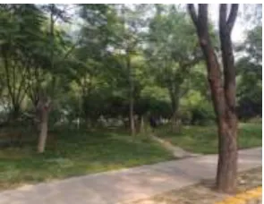 Figure 5. Plants in the Boundary Space of Beijing Olympic Forest Park. 