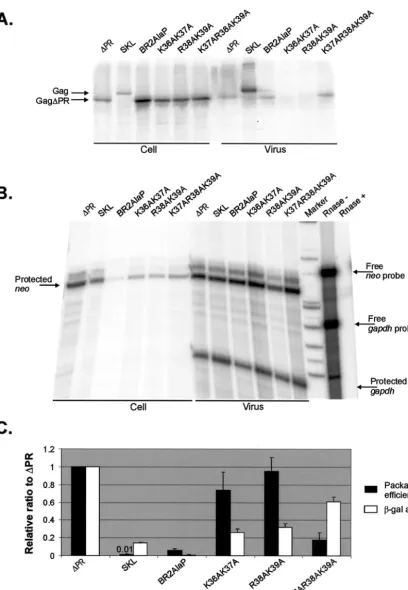 FIG. 3. (A) RIPA to measure the amount of Gag protein in cells transfected with various Gag constructs and to determine the number of virusparticles released to the medium