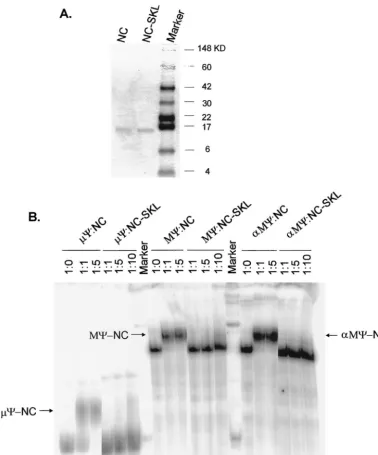 FIG. 5. Binding of �puriﬁed by fast-performance liquid chromatography, electrophoresed on a SDS–10% polyacrylamide gel, and stained with Coomassie brilliantblue