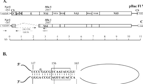 FIG. 2. Organization of the YFV genome and construction of replicons. (A) The ﬁrst line diagrams the genome of YFV