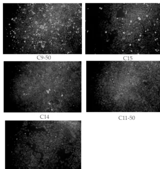 FIG. 4. Replication of YFV RNA deletion constructs. BHK cells were transfected with YFV deletion RNA C15, C14, C9-50, or C11-50, asindicated