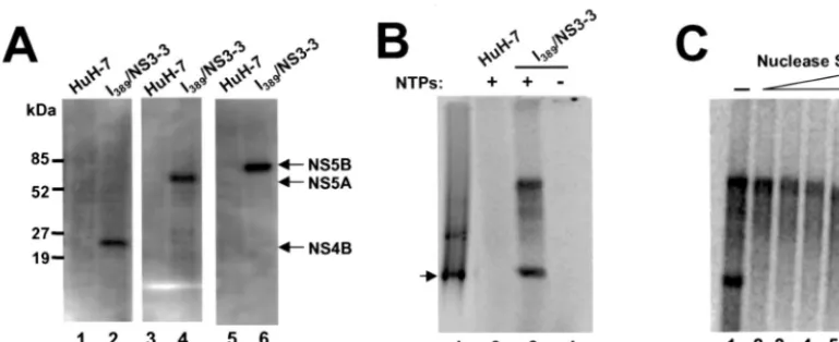 FIG. 1. Characterization of HCV RCs in a crude membrane fraction isolated from the HCV subgenomic replicon cell line I389membrane fractions either from HuH-7 cells (lane 2) or from the replicon cells (lanes 3 and 4) were used in the assay