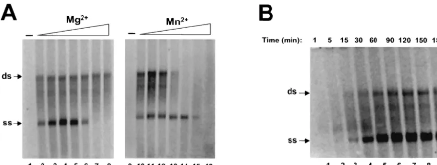 FIG. 3. (A) Effects of divalent metal ions on RNA synthesis. Standard reaction mixtures were incubated at 30°C for 2 h in the presence ofvarious concentrations of metal ions (see below)