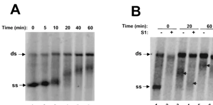 FIG. 4. Newly synthesized ss RNA can serve as template for further rounds of RNA synthesis