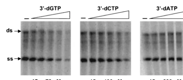 FIG. 5. Inhibitory effect of 3 dNTPs on RNA synthesis directed bysynthesis. Standard reactions were performed at 30°C for 2 h in thepresence of increasing concentrations (0 to 6003cipitation, separated on a 1% agarose gel, and visualized by autora-diograph