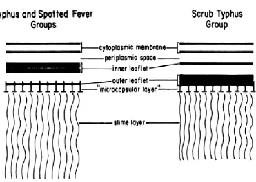 Fig 3.1: Diagrammatic representation of the cell membrane, Outer 