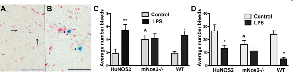 Figure 6 Mouse stain specific differences in brain microhemorrhage. The total number of microhemorrhages per brain section werecalculated for HuNOS2tg+/+/mNos2-/-; mNos2-/-, and WT mice under saline treated (control-gray bars) and LPS-treated (black bars) 