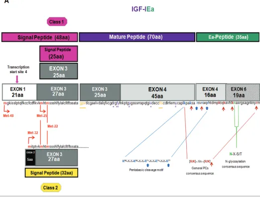 Figure 1. Gene structure, alternative splicing, amino acid sequence and posttranslational modifications of human IGF-I