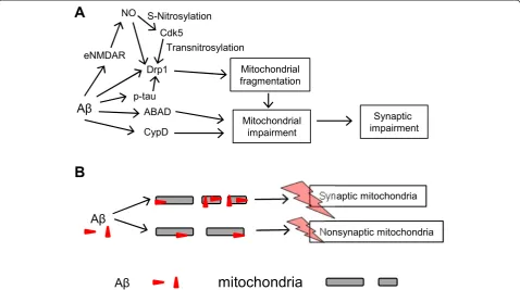 Figure 2 Mitochondrial impairment and synaptic dysfunction in AD. (A) Under pathological conditions, Aβ oligomers directly or indirectlyaffect mitochondrial fission proteins such as Drp1 and mitochondrial matrix proteins, including ABAD and CypD