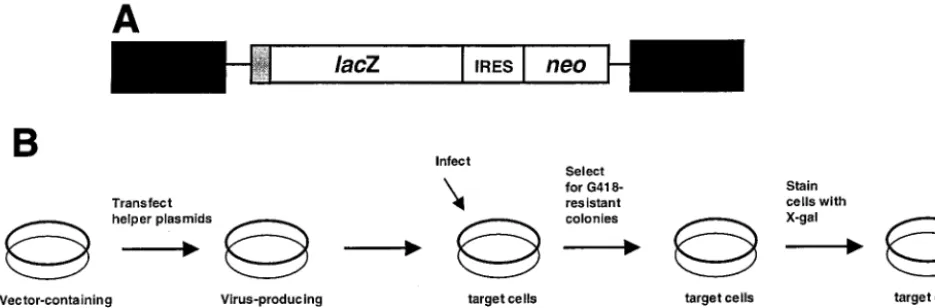 FIG. 1. Assay system used to analyze HIV-1 mutant frequencies in vivo during one round of HIV-1 replication with the lacZgene