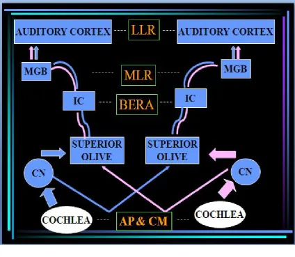 FIGURE 3.  GENERATORS OF VARIOUS AUDITORY EVOKED POTENTIALS 