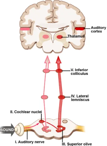 FIG-4  AUDITORY PATHWAY 