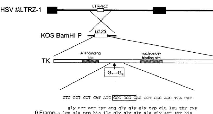 FIG. 1. Construction of recombinant virus. Below the top two lines, which represent the tk(UL23LTRZ1 genome and the location of the tk gene), is a schematic diagram of the functional domains of TK and the location of the G string
